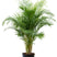 Fleurdirect Goudpalm Areca L