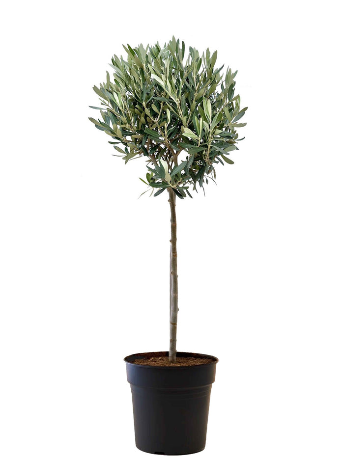 Fleurdirect Olijfboom L