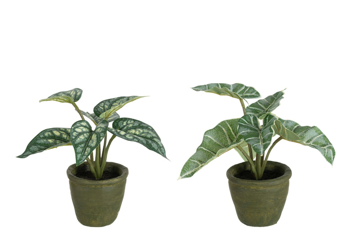 J-Line plant Anthurium|Olifantsoor In Pot - kunststof - groe