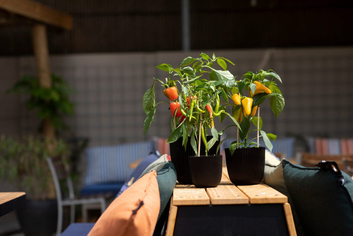 3c75b7ab-c1b7-4433-9bb0-374e20aae8a4-afbeelding4.jpg (9158508) 