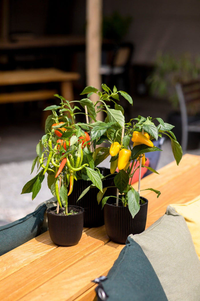 3c75b7ab-c1b7-4433-9bb0-374e20aae8a4-afbeelding5.jpg (9158509) 