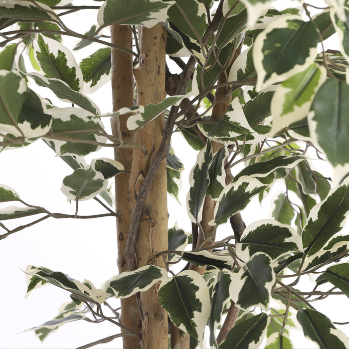 Mica Decorations Ficus Kunstplant - H180 x Ø90 cm - Groen Bont