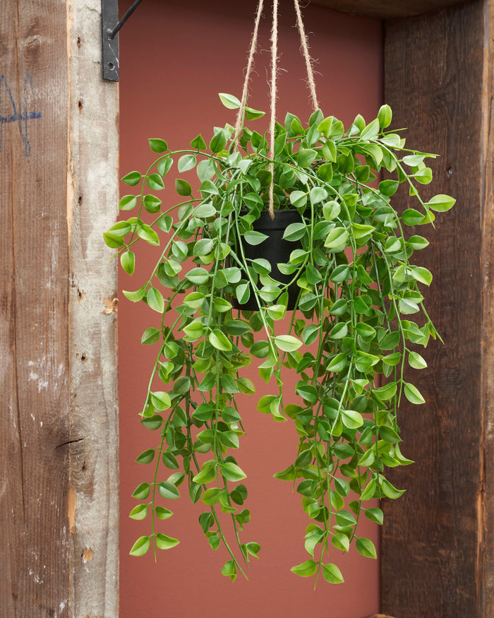 Mica Decorations Ficus Kunst Hangplant - H81 cm - Groen