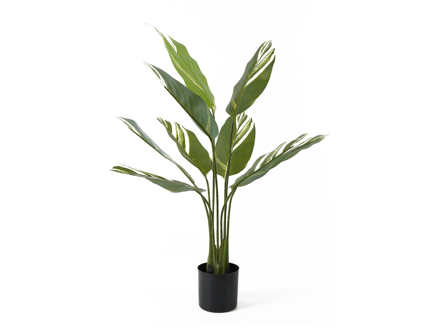 present time - Artificial Plant Calathea