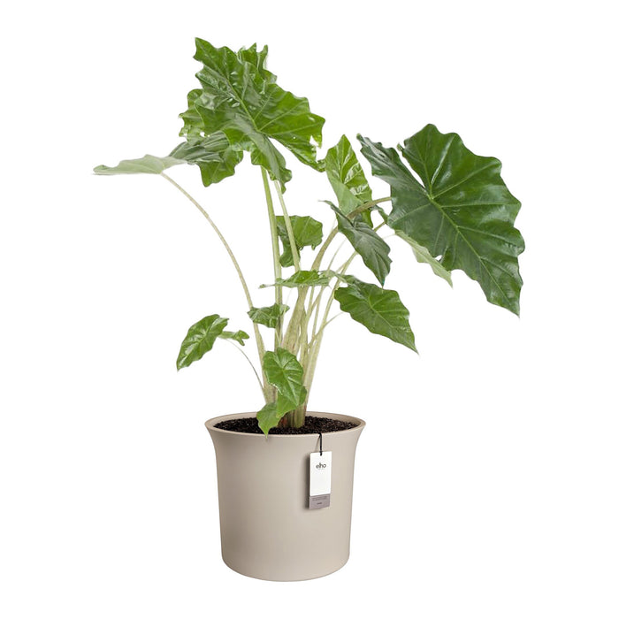 327652-x02-202412190541-C.jpg (9713922) 