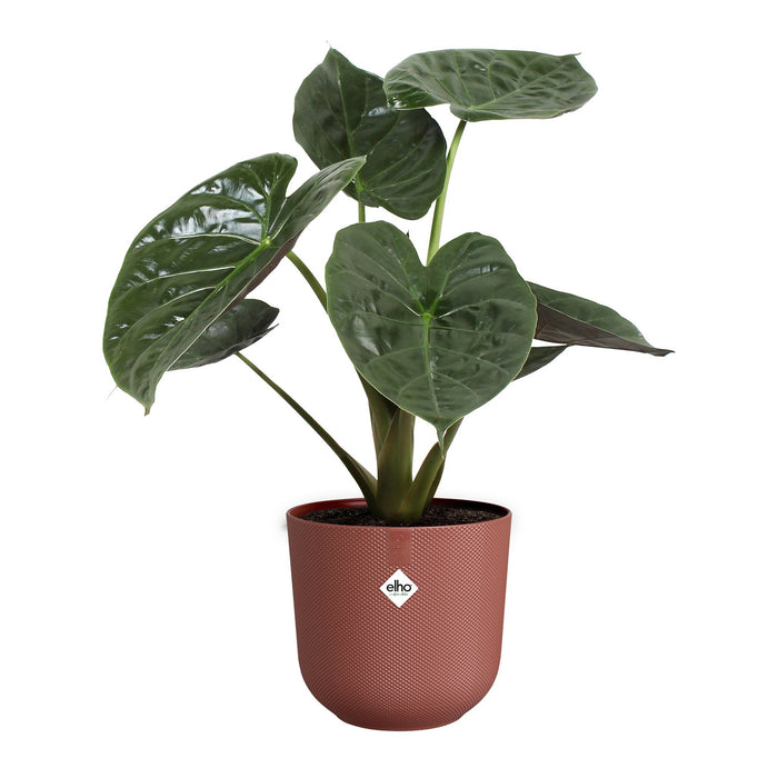 Elho Jazz Rond 30 - Rood - L 30 x B  x H 27 cm - Binnen - 100% gerecycled