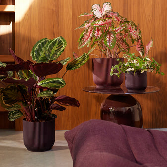 327577-x01-202412260522-A.jpg (9746912) 