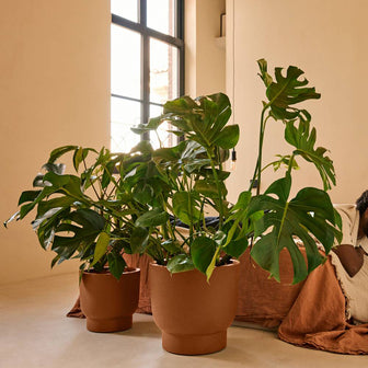 327636-x01-202501032021-A.jpg (9770343) 