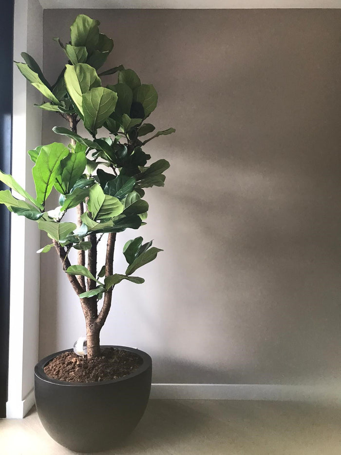 1f1e040b-a05b-41d4-9b96-1d07d3090557-sfeerbeeld.jpg (9809961) 